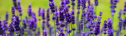Mit Lavendel den Sommer verlängern